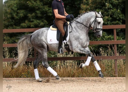 PRE Mix, Stallone, 5 Anni, 168 cm, Grigio