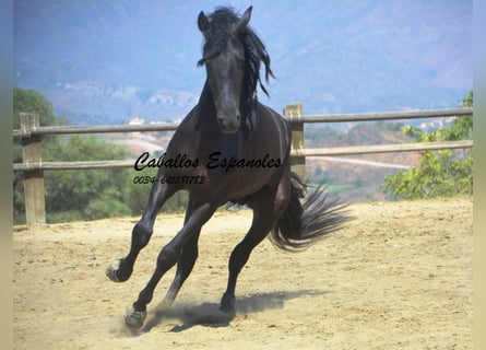 PRE, Stallone, 5 Anni, 168 cm, Morello