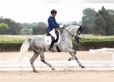 PRE, Stallone, 5 Anni, 169 cm, Grigio