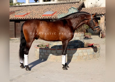 PRE Mix, Stallone, 5 Anni, 170 cm, Baio
