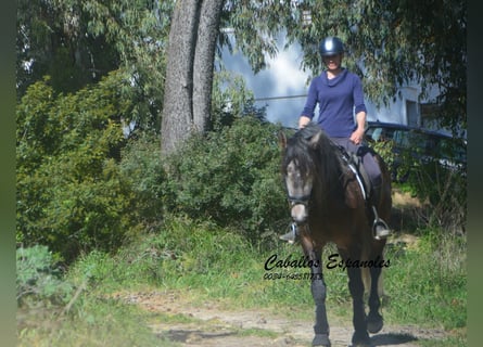 PRE Mix, Stallone, 5 Anni, 170 cm, Falbo baio