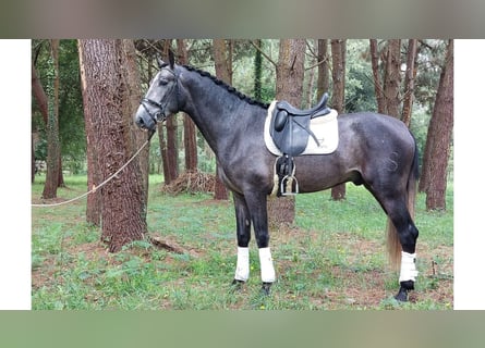 PRE Mix, Stallone, 5 Anni, 170 cm, Grigio