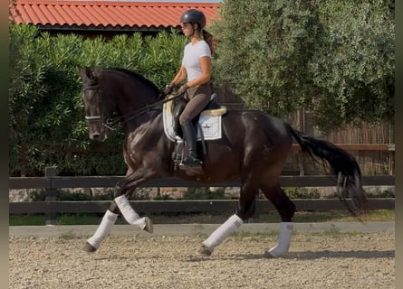 PRE Mix, Stallone, 5 Anni, 170 cm, Morello