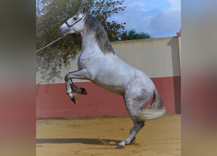 PRE, Stallone, 5 Anni, 172 cm, Grigio