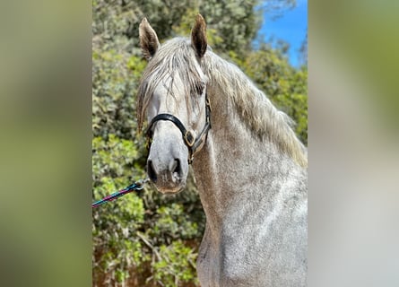 PRE Mix, Stallone, 5 Anni, 172 cm, Grigio