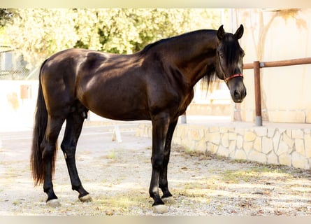 PRE, Stallone, 5 Anni, 172 cm, Morello