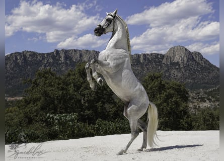 PRE Mix, Stallone, 5 Anni, 173 cm, Bianco