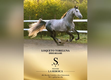 PRE, Stallone, 5 Anni, 173 cm, Grigio pezzato