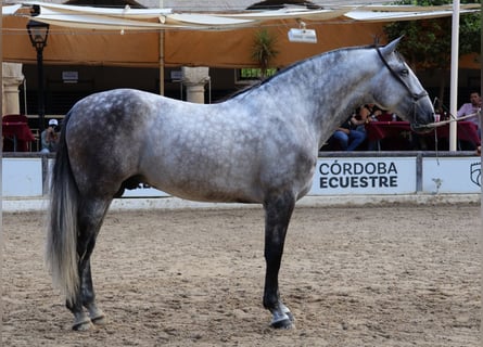 PRE, Stallone, 5 Anni, 175 cm, Grigio