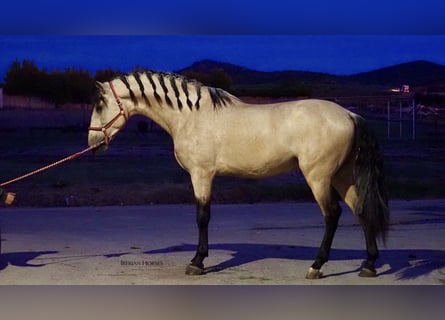 PRE Mix, Stallone, 5 Anni, 178 cm, Falbo
