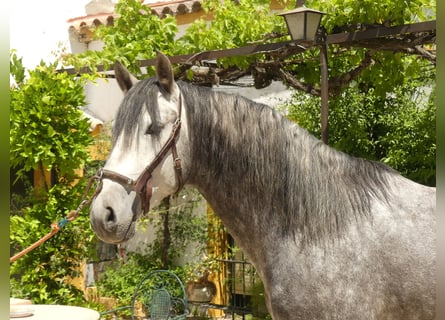 PRE Mix, Stallone, 6 Anni, 156 cm, Grigio