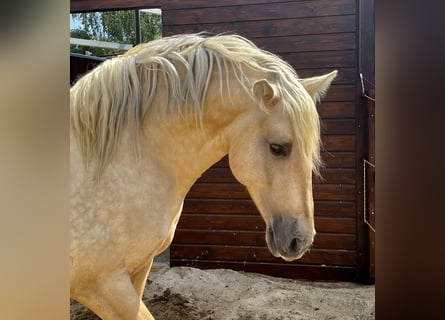 PRE, Stallone, 6 Anni, 157 cm, Palomino