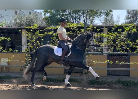 PRE Mix, Stallone, 6 Anni, 158 cm, Grigio