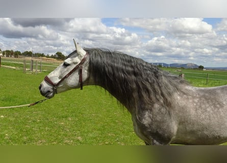 PRE, Stallone, 6 Anni, 158 cm, Grigio