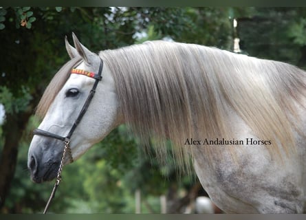 PRE Mix, Stallone, 6 Anni, 158 cm, Grigio