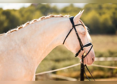 PRE, Stallone, 6 Anni, 160 cm, Cremello