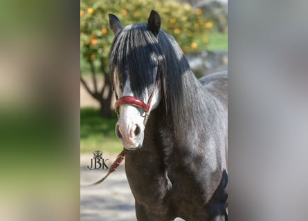 PRE, Stallone, 6 Anni, 160 cm, Grigio pezzato