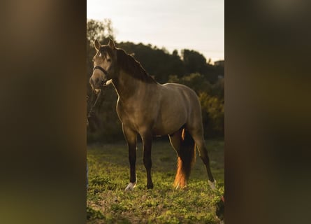 PRE Mix, Stallone, 6 Anni, 161 cm, Falbo
