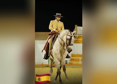 PRE, Stallone, 6 Anni, 161 cm, Grigio