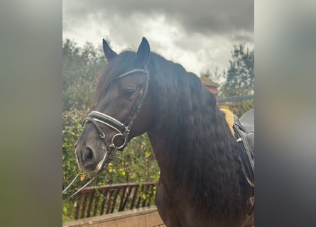 PRE, Stallone, 6 Anni, 161 cm, Morello