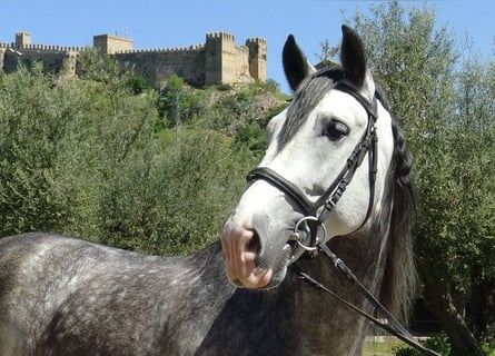 PRE, Stallone, 6 Anni, 162 cm, Grigio