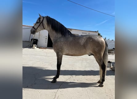 PRE, Stallone, 6 Anni, 163 cm, Grigio