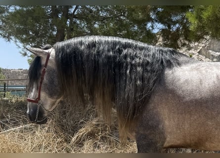 PRE Mix, Stallone, 6 Anni, 164 cm, Grigio