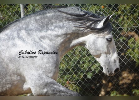 PRE, Stallone, 6 Anni, 164 cm, Grigio pezzato