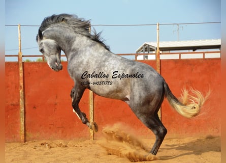 PRE, Stallone, 6 Anni, 164 cm, Grigio pezzato