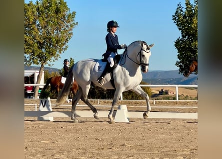 PRE, Stallone, 6 Anni, 165 cm, Grigio