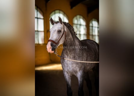 PRE, Stallone, 6 Anni, 165 cm, Grigio pezzato