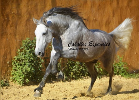 PRE, Stallone, 6 Anni, 165 cm, Grigio pezzato
