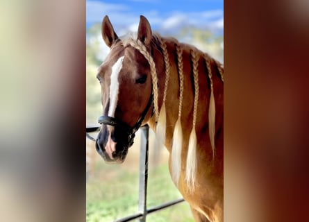 PRE, Stallone, 6 Anni, 165 cm, Palomino