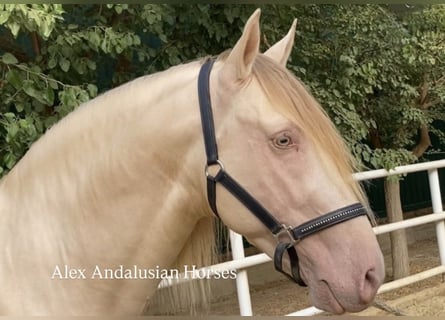 PRE Mix, Stallone, 6 Anni, 165 cm, Perlino