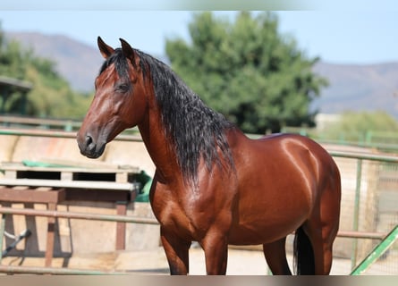 PRE Mix, Stallone, 6 Anni, 166 cm, Baio