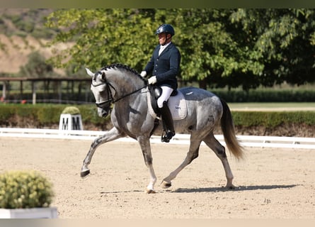 PRE Mix, Stallone, 6 Anni, 166 cm, Grigio