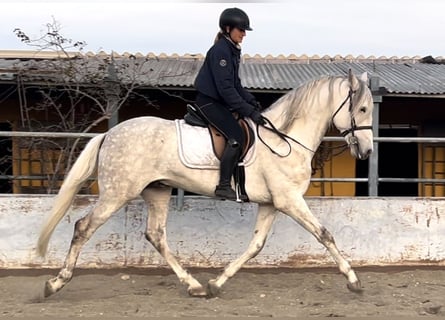 PRE, Stallone, 6 Anni, 166 cm, Grigio