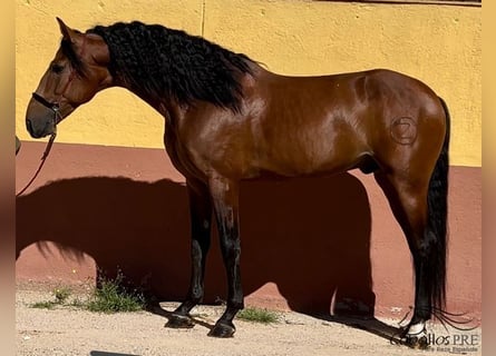 PRE Mix, Stallone, 6 Anni, 167 cm, Baio