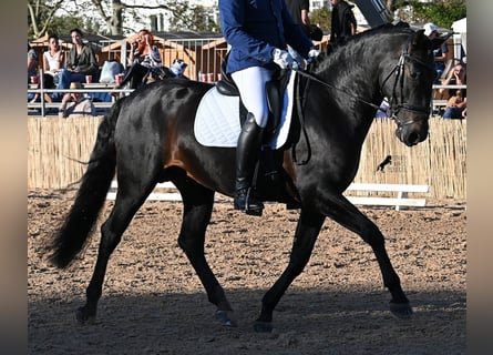 PRE, Stallone, 6 Anni, 167 cm, Baio scuro