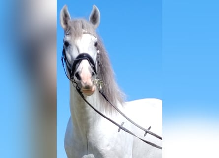 PRE, Stallone, 6 Anni, 167 cm, Grigio