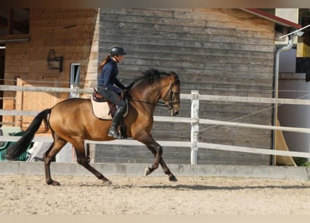 PRE, Stallone, 6 Anni, 168 cm, Falbo