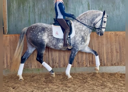 PRE Mix, Stallone, 6 Anni, 168 cm, Grigio