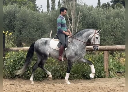 PRE Mix, Stallone, 6 Anni, 168 cm, Grigio
