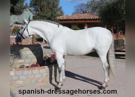 PRE Mix, Stallone, 6 Anni, 168 cm, Grigio