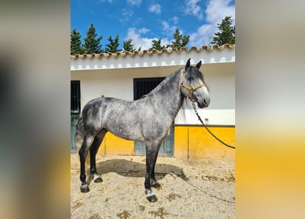 PRE, Stallone, 6 Anni, 168 cm, Grigio pezzato