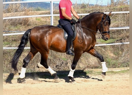 PRE Mix, Stallone, 6 Anni, 169 cm, Baio