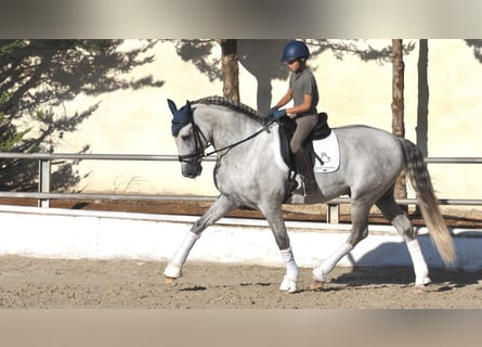 PRE Mix, Stallone, 6 Anni, 169 cm, Grigio