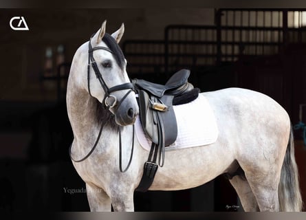 PRE, Stallone, 6 Anni, 169 cm, Grigio pezzato