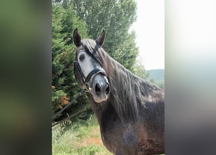 PRE, Stallone, 6 Anni, 170 cm, Grigio