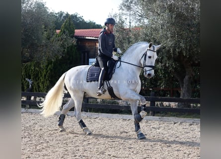 PRE Mix, Stallone, 6 Anni, 171 cm, Grigio